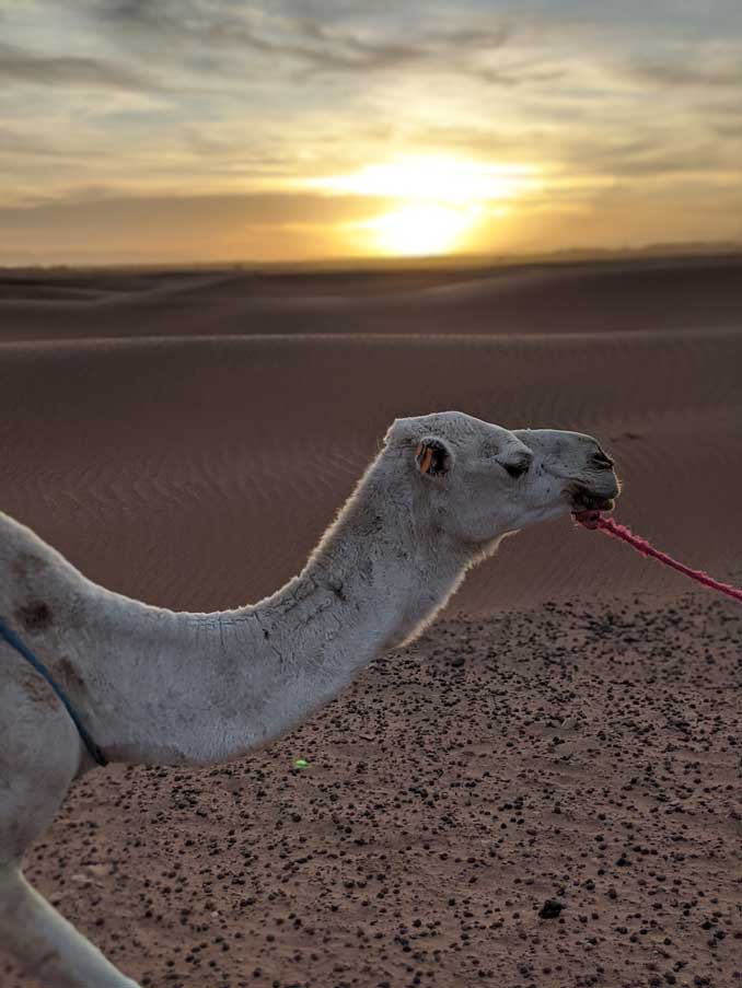 DESERT DE ZAGORA (2)